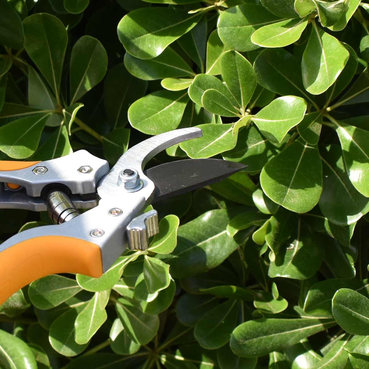HPS0308 - SECATEUR 205MM INGCO Maroc